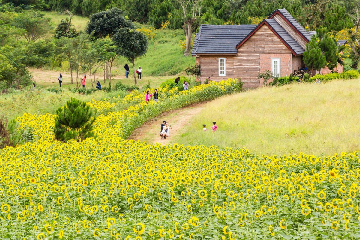 Bright sunflower fields in full bloom at Da Lat Milk Farm